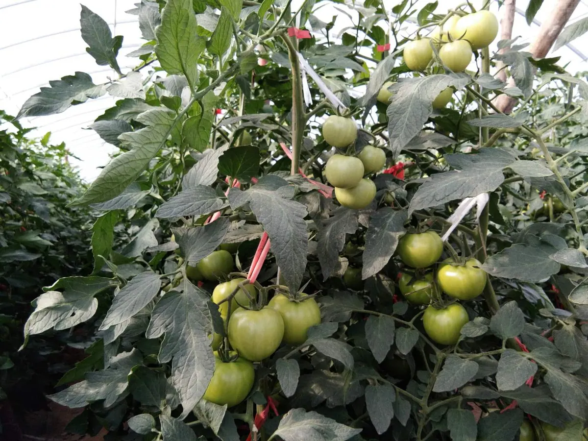 Tomato growing environment shown for the Lyon agricultural reference